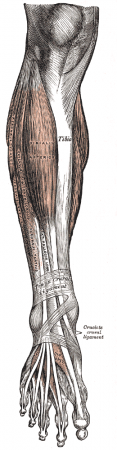 Ankle Anatomy And Bones | Science Trends