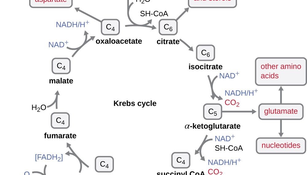 What Is Krebs Cycle And Where Does It Occur at Robert Katie blog