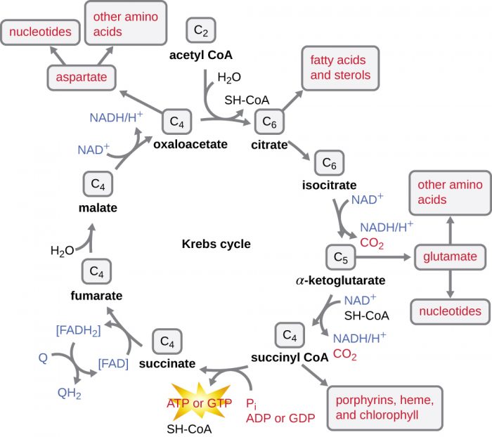 Krebs Cycle: What Is It And Where Does It Take Place? | Science Trends