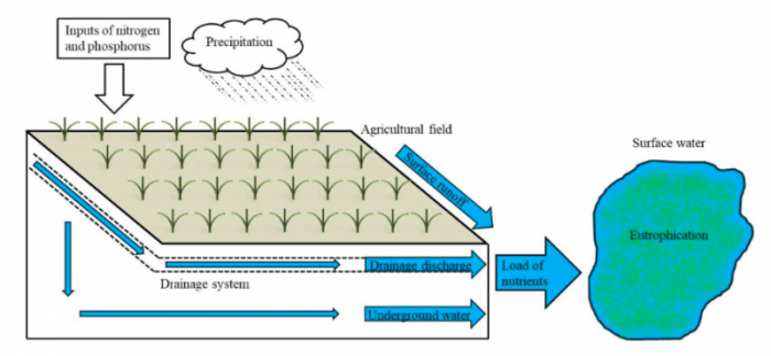 Surface Flow Constructed Wetlands As Phosphorus Sinks In