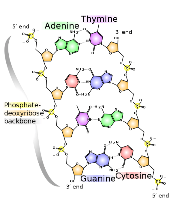 Nucleic Acid Monomer Science Trends 6581