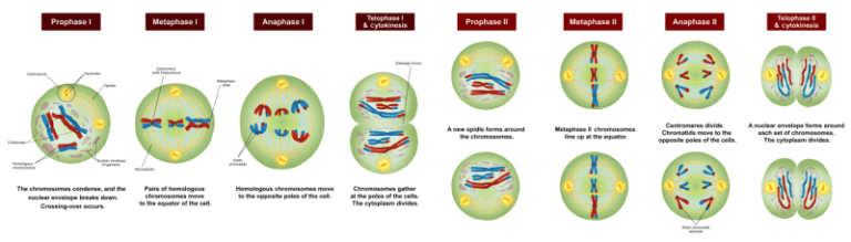Meiosis Prophase 1 - Science Trends