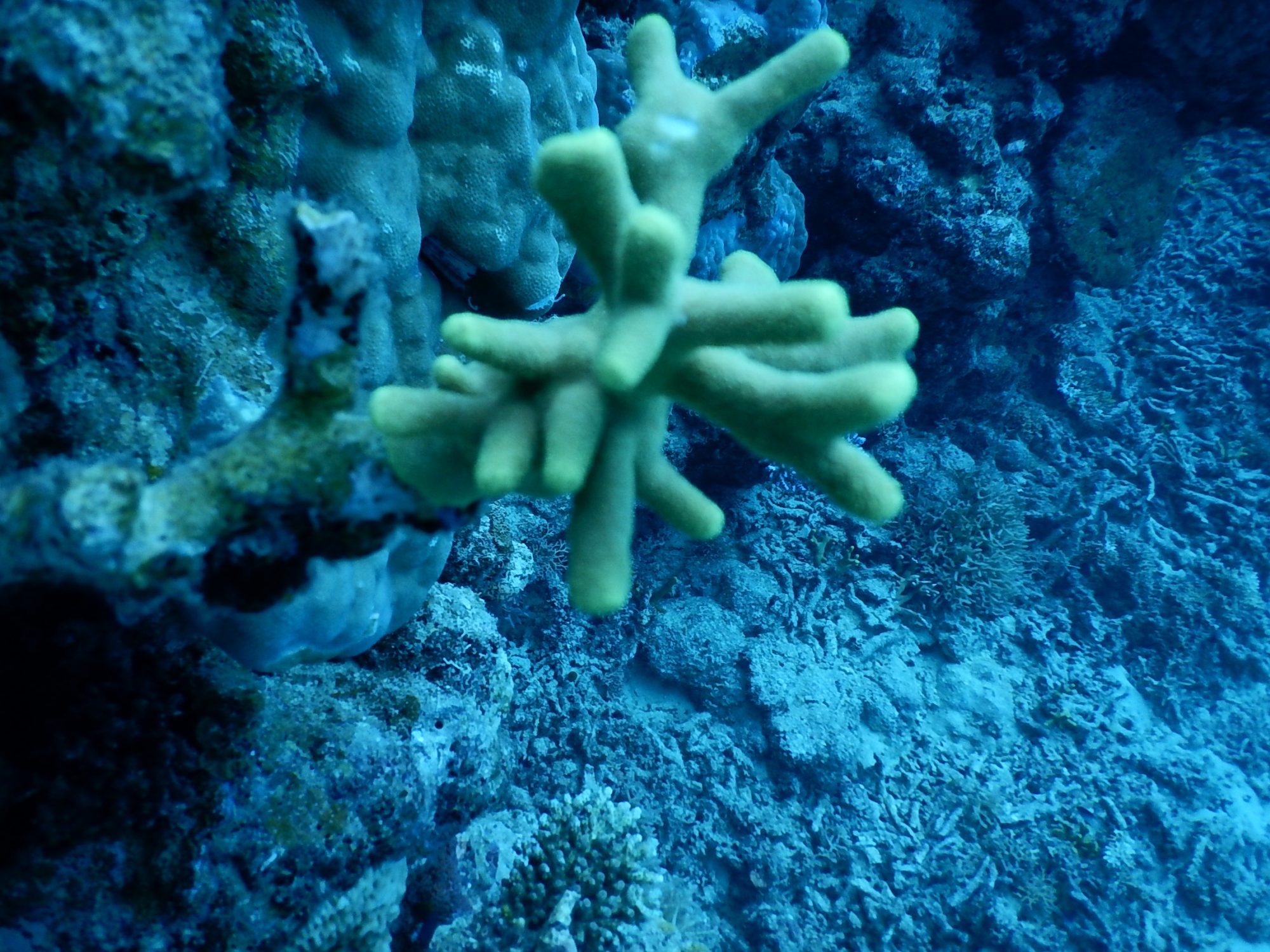 Sponges In The Great Barrier Reef Act As Ecological Indicators