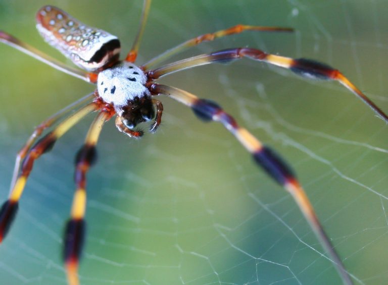 Banana Spider Facts And Photos Science Trends