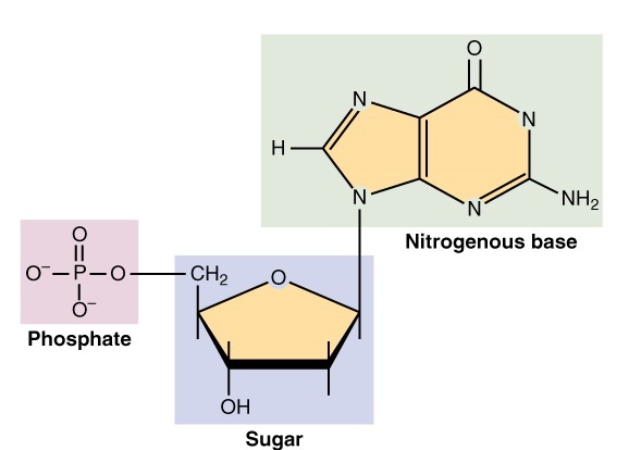 Nucleic Acid Monomer | Science Trends (2023)