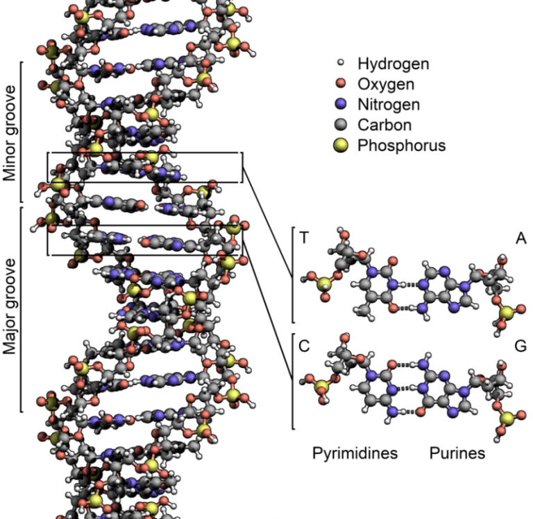 Nucleic Acid Monomer Science Trends