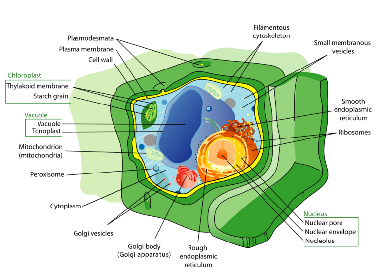 Peroxisome Function Science Trends