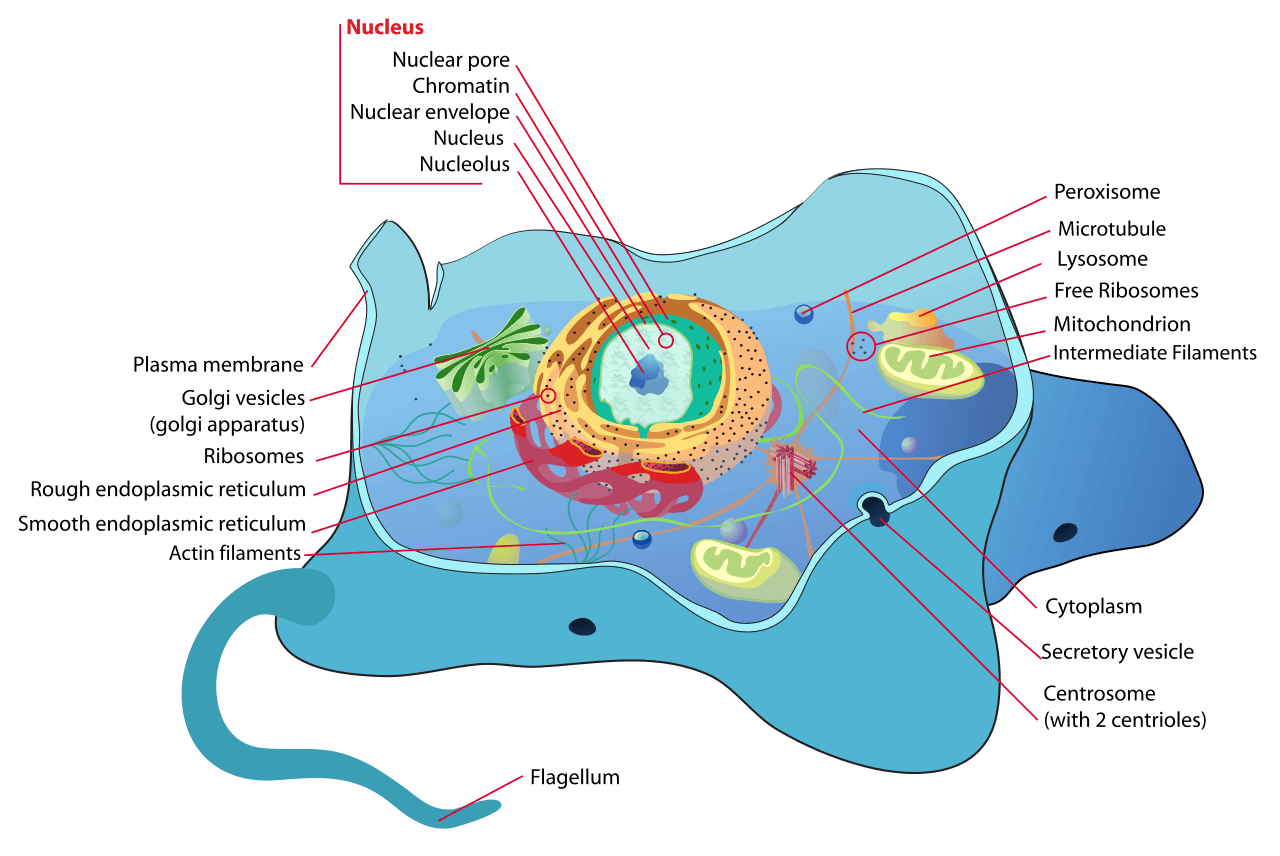 Peroxisome Function Science Trends