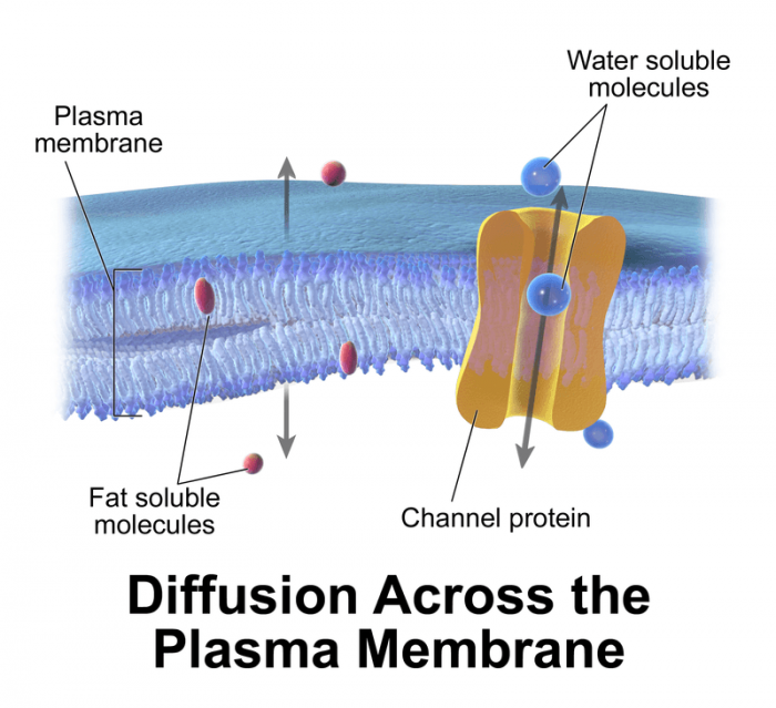 what-is-facilitated-diffusion-science-trends