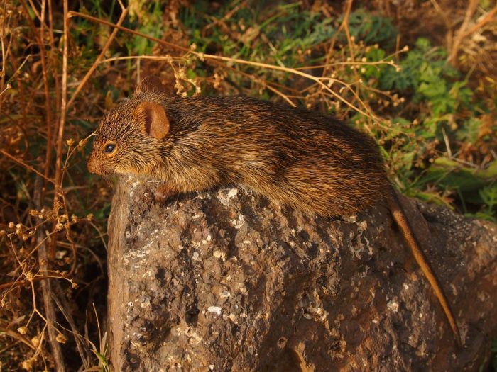 Fossils Know It Best: Origin And Evolutionary History Of Murine Rodents