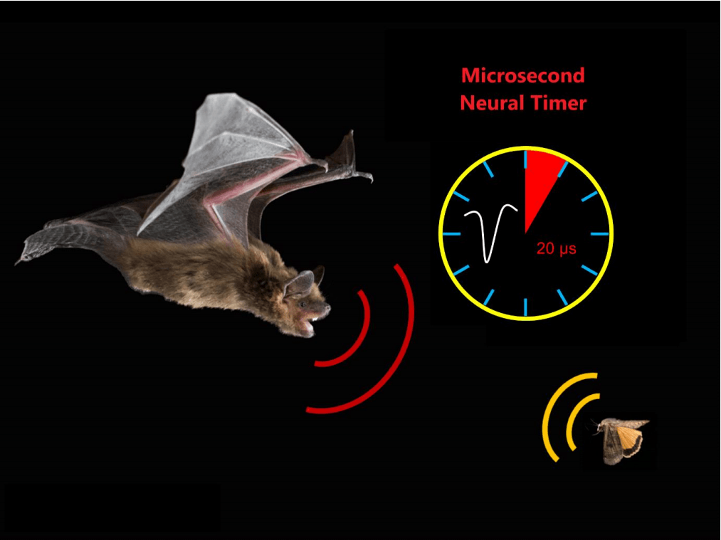 How An Echolocating Bat’s Brain May Solve The Microsecond Timing
