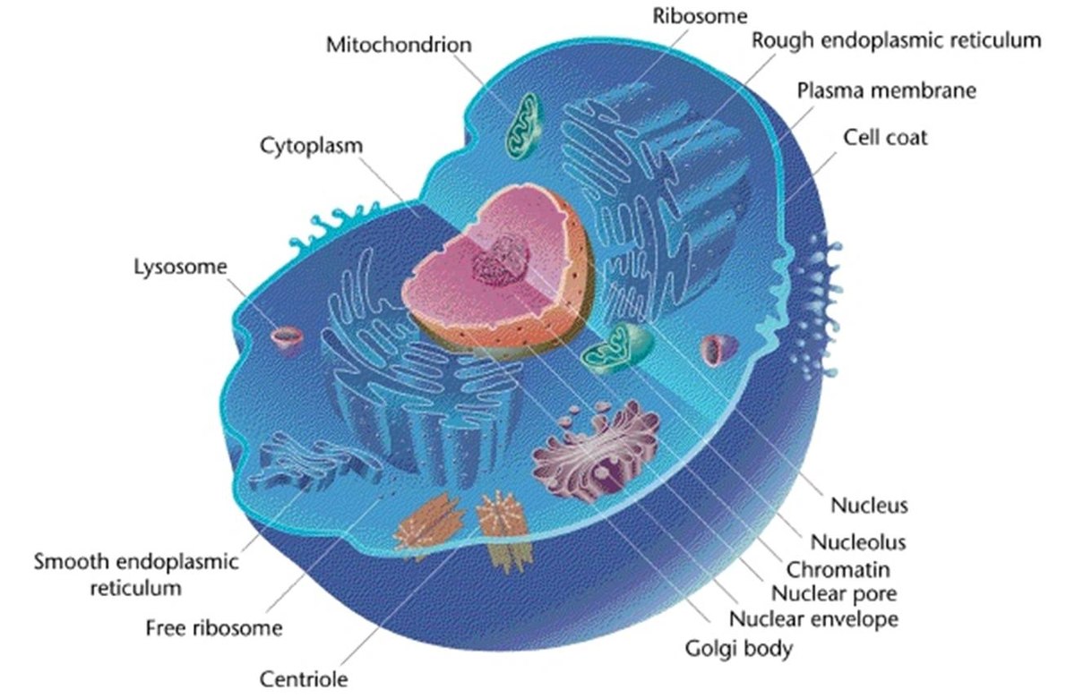 Prokaryotes Vs Eukaryotes: What's The Difference? | Science Trends