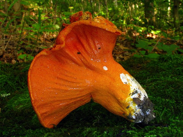 5 Examples Of Decomposers In The Environment - Science Trends