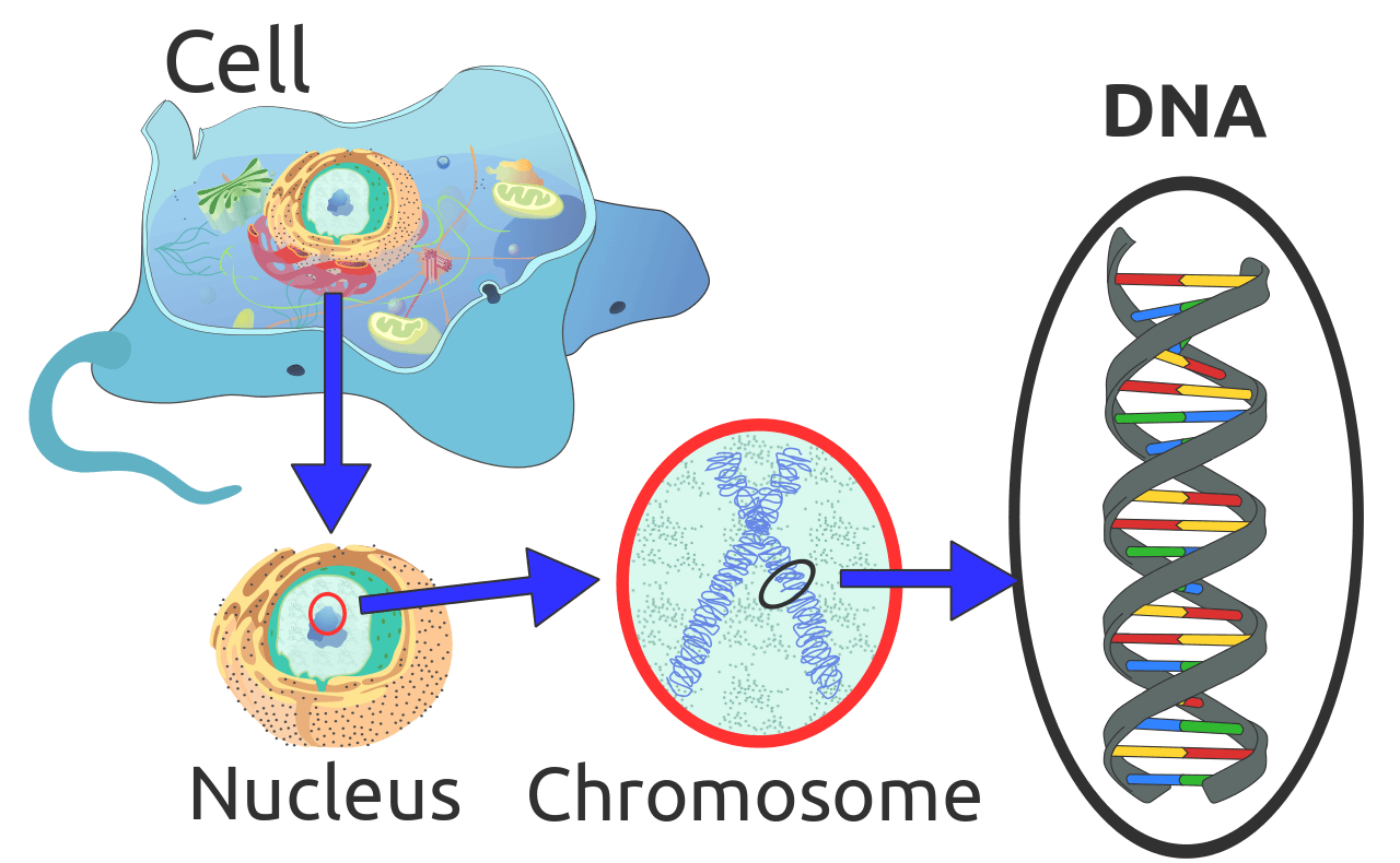 What Are The Polymers Of Nucleic Acids? Science Trends