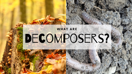 decomposers decompose