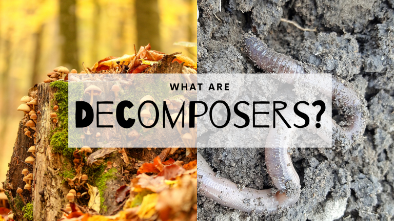 5 Examples Of Decomposers In The Environment - Science Trends