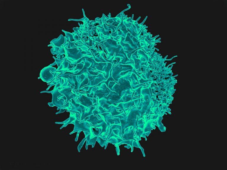 Teaching T Cells Where To Go Immune Derived Acetylcholine Facilitates