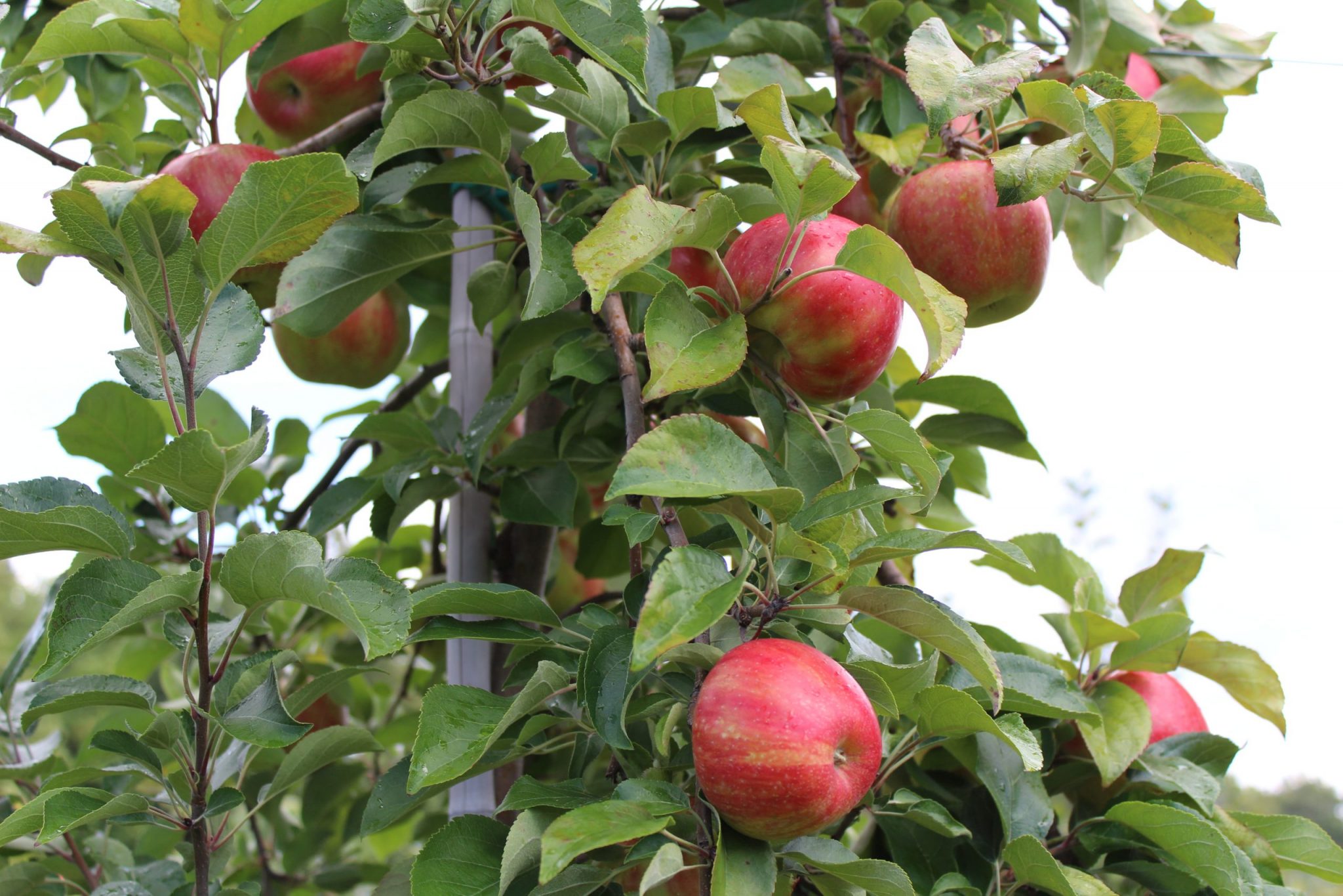 Studying A Recent, Rapid Decline In Established Apple Trees Science