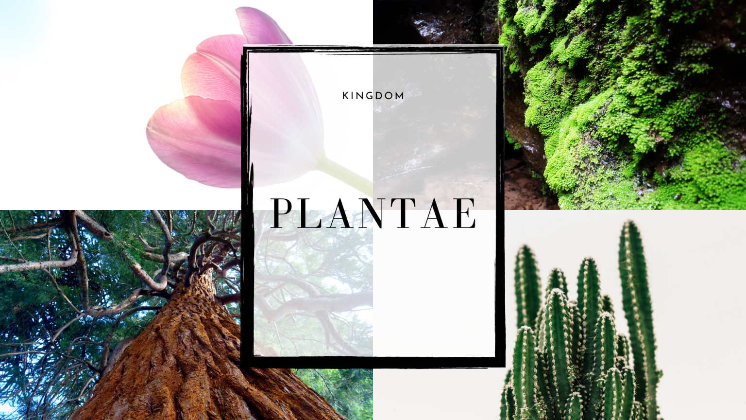 5-examples-of-kingdom-plantae-riset