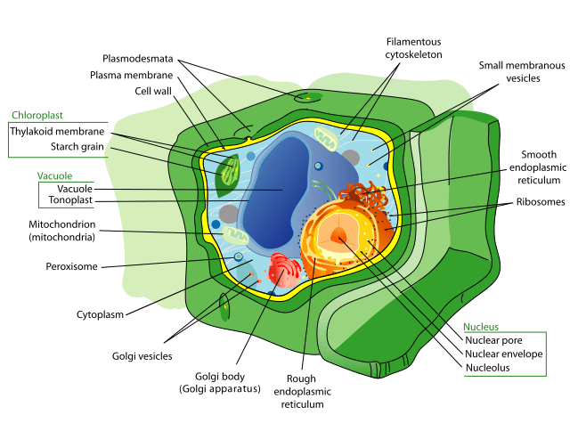 plasma diagram