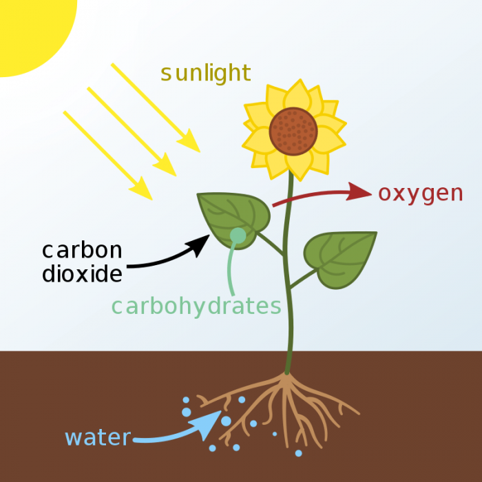 photosynthesis-diagram-from-beginning-to-end-science-trends