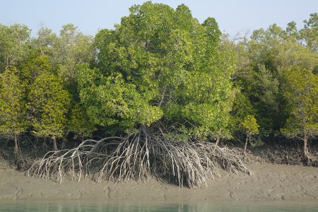 Can Mangroves Mitigate Catastrophic Consequences Of Cyclone-Induced ...