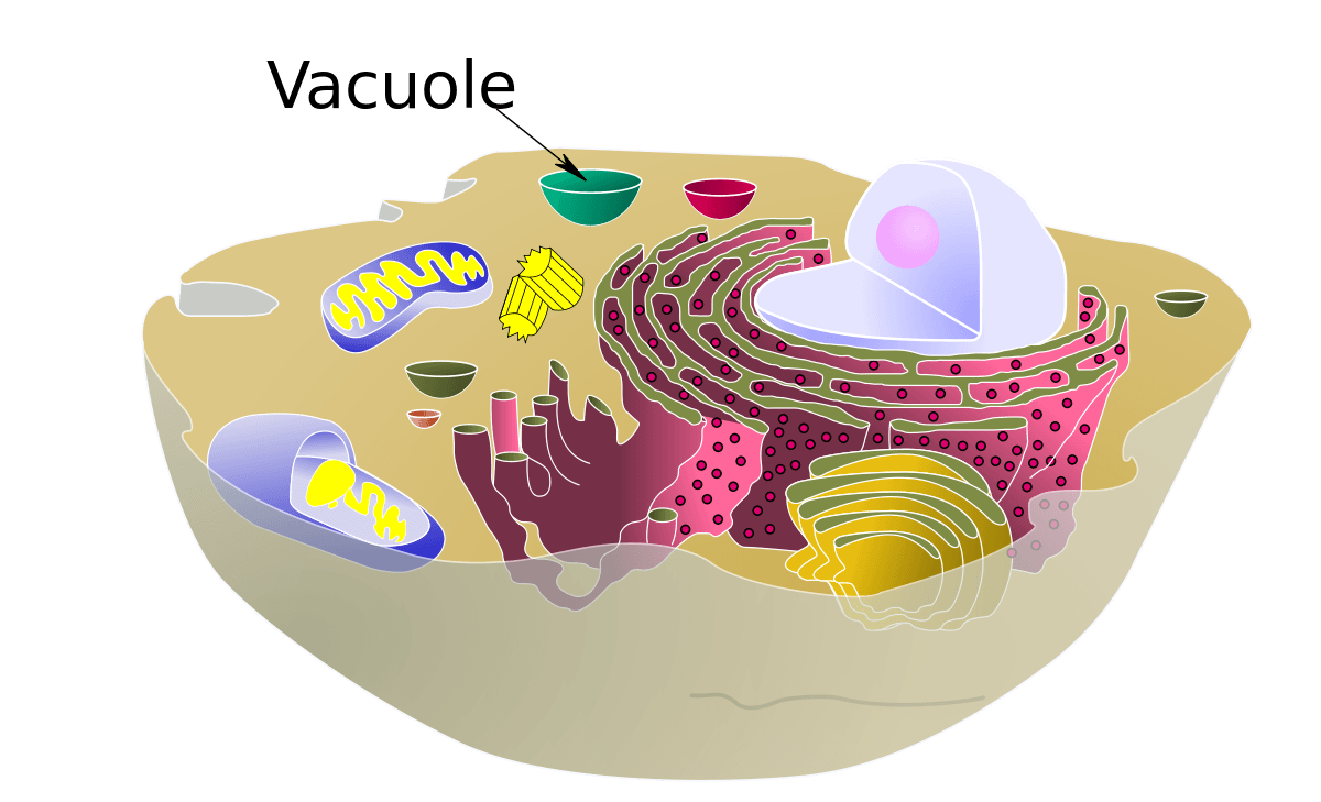 What Does The Vacuole Do? | Science Trends