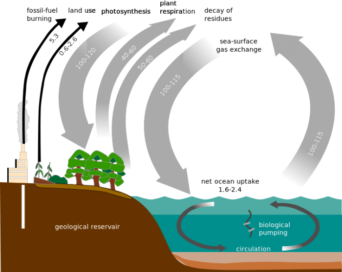 The Carbon Cycle Explained Using Diagrams Science Trends