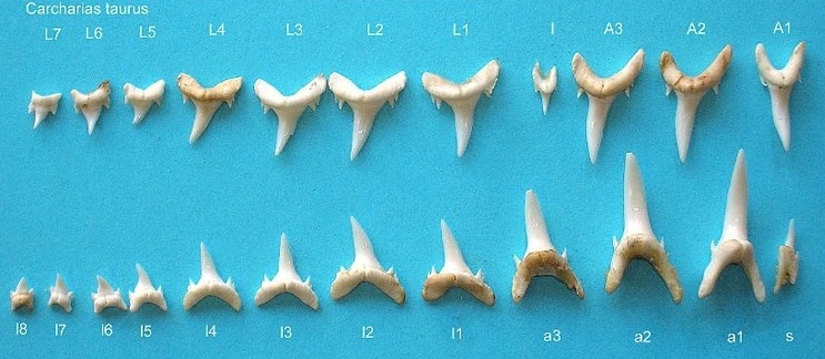 How Many Teeth Do Sharks Really Have? - Science Trends