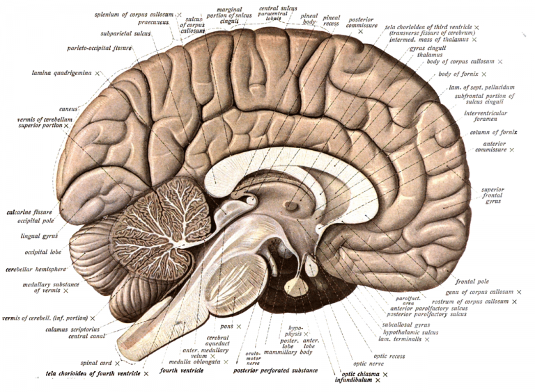 Labeled Brain Model Diagram - Science Trends