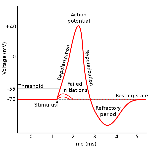 Labeled Neuron Diagram Science Trends 9147