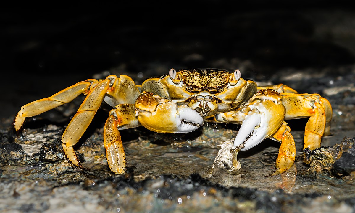 What Do Crabs Really Eat? - Science Trends