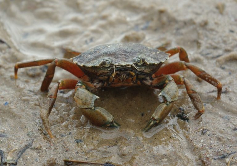 What Do Crabs Really Eat? - Science Trends