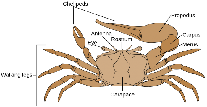 Crab Anatomy 700x364 