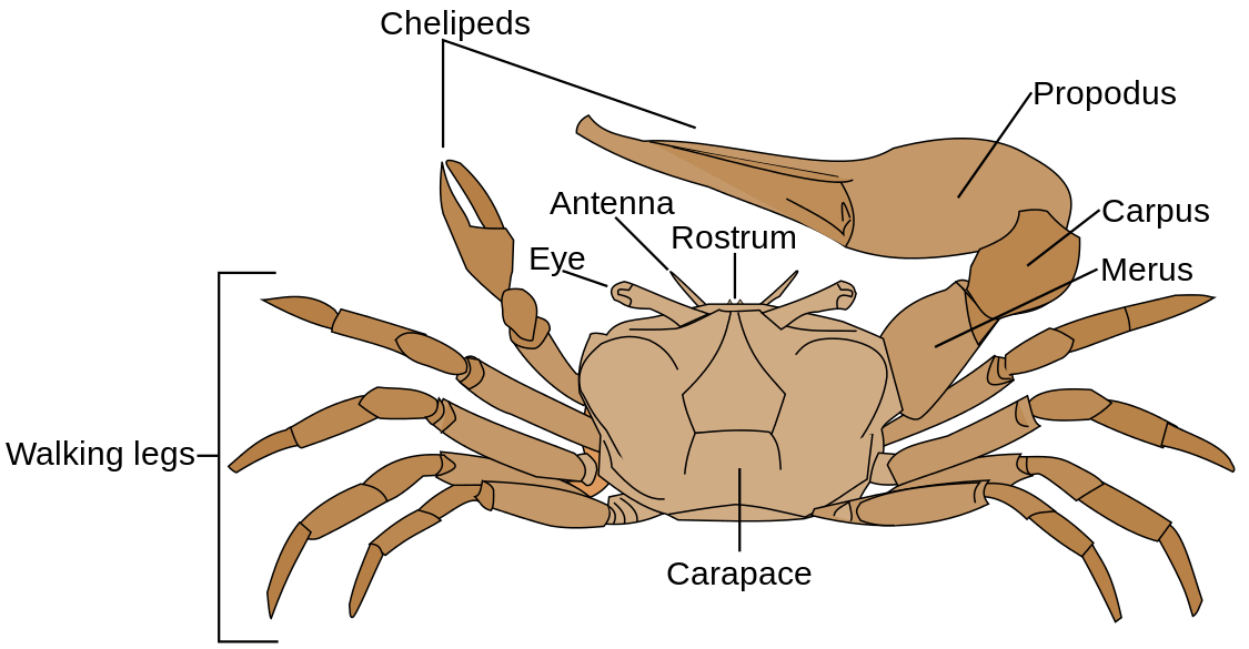 Crab Anatomy Diagram