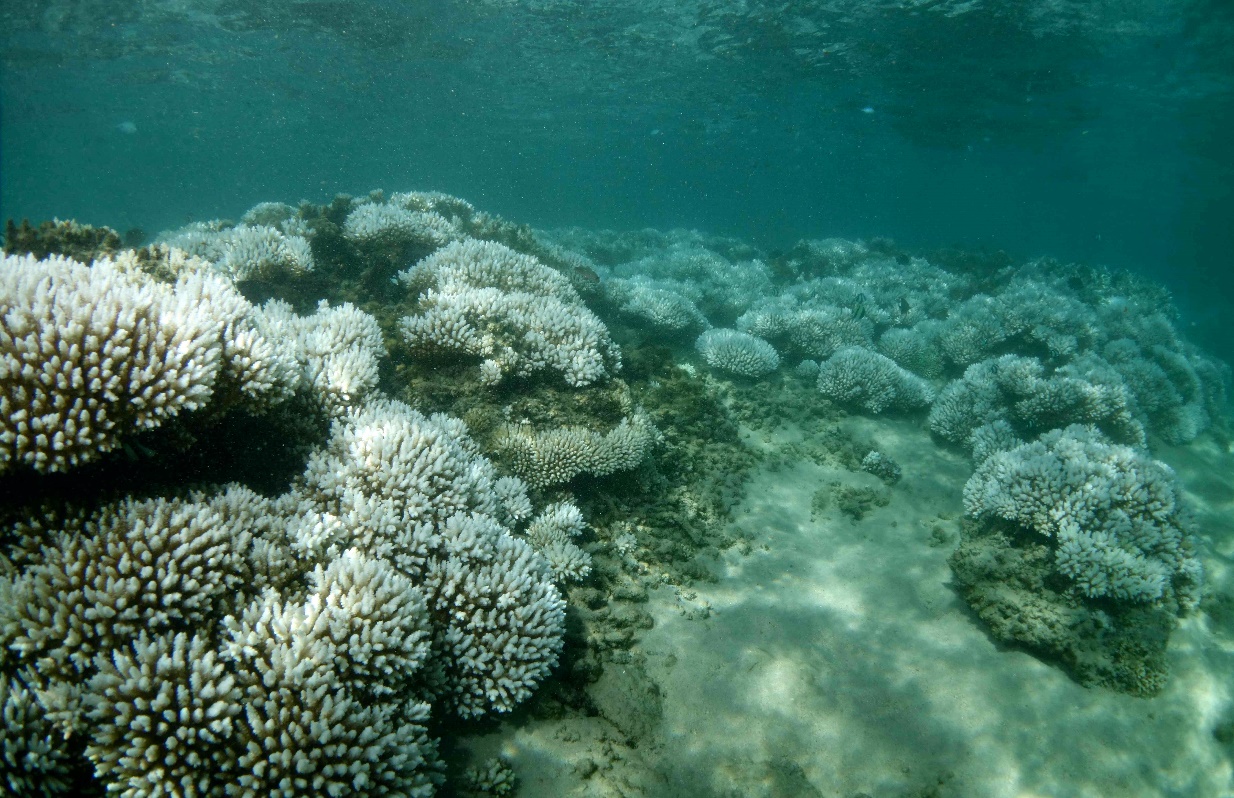 Coral Bleaching: Using Participatory Reporting To Track Mass-Bleaching ...